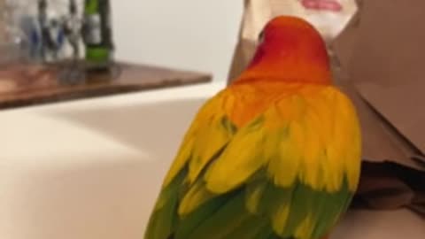 Lively parrot dancing and whistling to eat