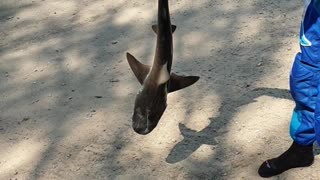 Catching a Bull Shark with Bare Hands