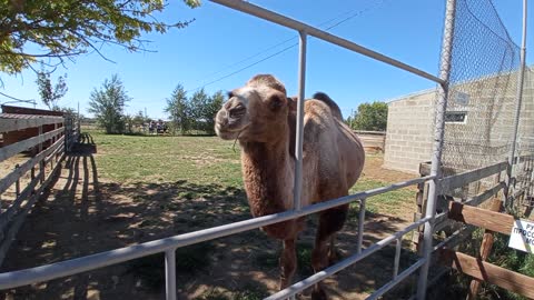 Big Bactrian Camel Eating Carrot