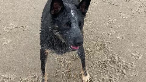 Throw the FRISBEE!