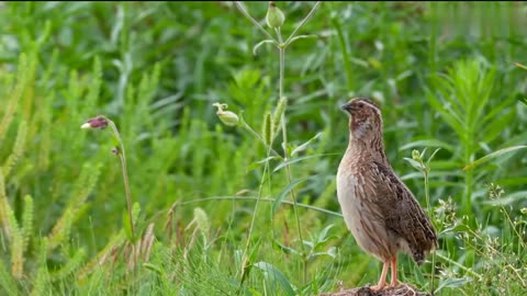 Quail cry's as loud & clear as that of a dripping stream