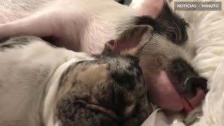 Porco e buldogue dormem abraçados