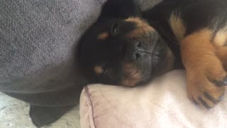 Puppy Tries Steak, Tastes the Good Life