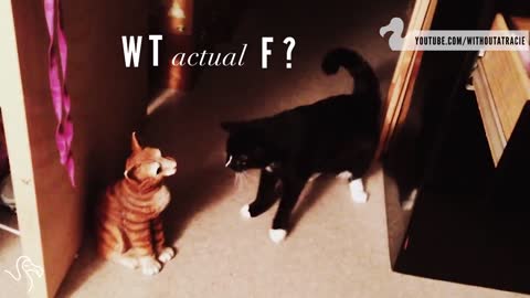Cats vs. Fake Cats