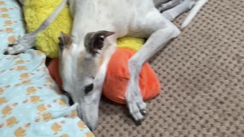 Sweetheart Greyhound Can't Let Go of Big Duckie