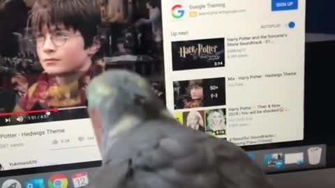 Parrot sings along to 'Harry Potter' theme song