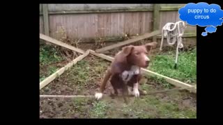 Puppies learn to circus