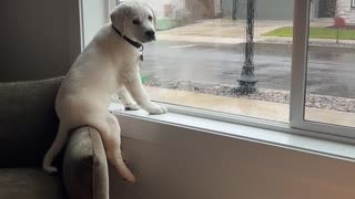 Lab Puppy Perches On Armchair In Window