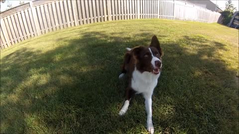 Crazy Puppy and a GoPro
