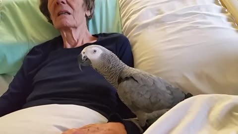 Grieving Parrot Saying His Goodbyes to Owner