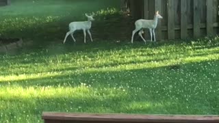 Deer Brings Albino Fawns for Daily Visits