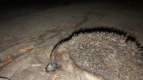 met a hedgehog at night and he realized that he was caught