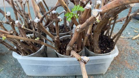 Grapevine cuttings breaking buds