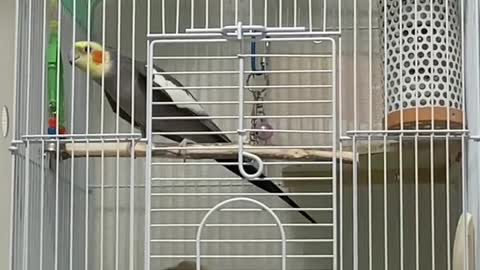 The cockatiel bird sings in its cage in a wonderful musical way