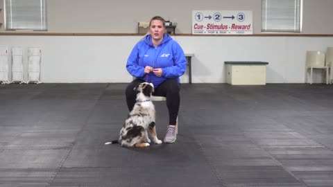 training for stop biting a puppy