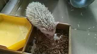 The mini hedgehog eats her favorite food, the caterpillar