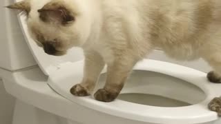 Cat in Wc