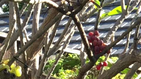 # Back Yard Birds Hawai’i Red Whiskered Bulbul