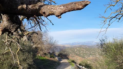 Thé windless tree