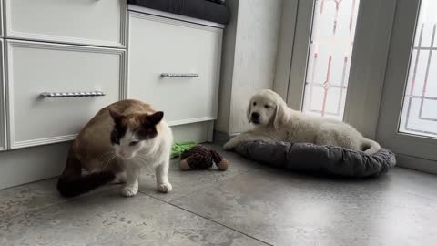 Golden Retriever Puppy Meets Cat for the First Time! (PART - 1)