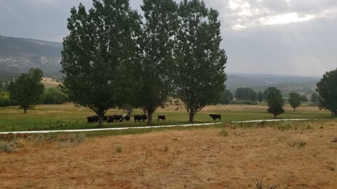 Hauling Cows Up The Mountain 2