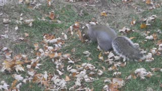 How Squirrels Get Ready for Winter