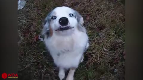 Super Cute dogs while smilling