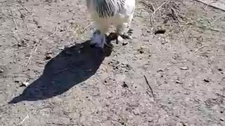 Angry Rooster Defends His Brood From A Mean-Looking Croc Shoe