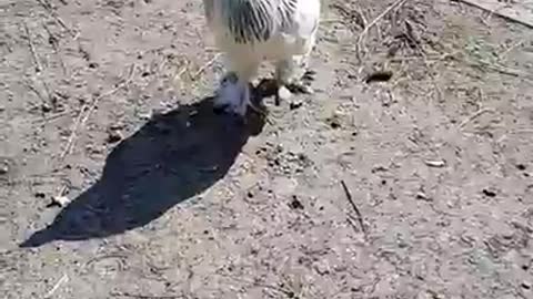 Angry Rooster Defends His Brood From A Mean-Looking Croc Shoe