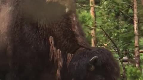 Silly Dog is Begging to Play with Massive Bison