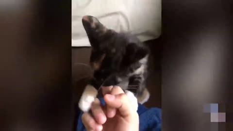 Cat and Dog vs middle finger