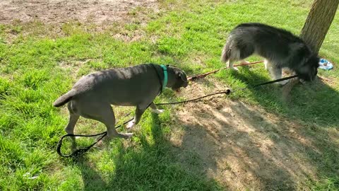 Happy Dogs in Torrance Park