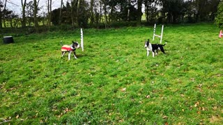 English Bull Terriers engage in epic spinning dance off