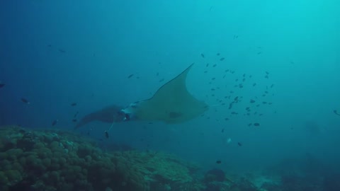 View of Two Manta Rays in the Maldives Islands - photographed by Meni Meller