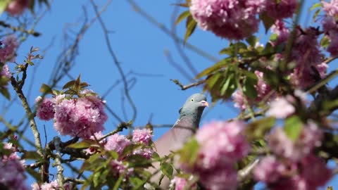 Pigeon Dove Bird Grey Blossom Head Tree