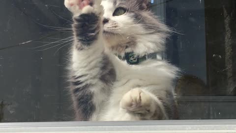 Fluffy kitty escape attempt!