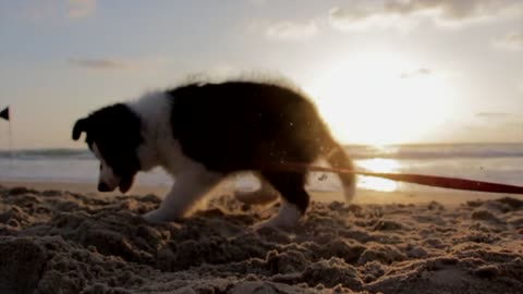 Puppy Dog Playful Beach 3