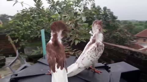 andlesian bloodline home breed pigeons