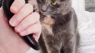 Gentle & fearless kitty meets a giant African millipede