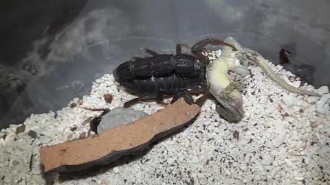 LIZARD VS SCORPION -The lizard was suddenly attacked by a scorpion and see what the end will be like