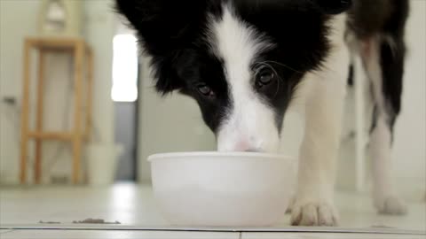 My sad black dog drinks water