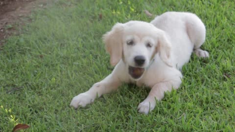 Little Dog Laid on the Grass