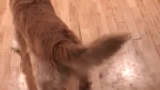 Golden Retriever meets Ridgeback