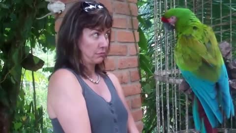 Funny silly talking parrot