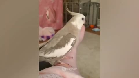 Cute and Funny Parrots Compilation Part 1