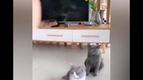OmG so cute♥️Best funny cat videos2021