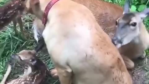 Friendship between dog and deer