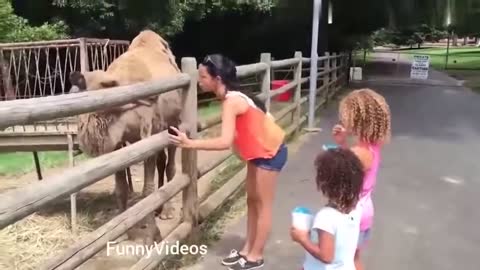 Funny Animals Videos | Funny Girl Video 2020 | Funny girl Fails