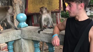 Monkey Trouble in Thailand