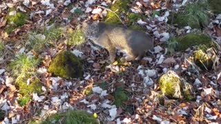 Sneaky Bobcat